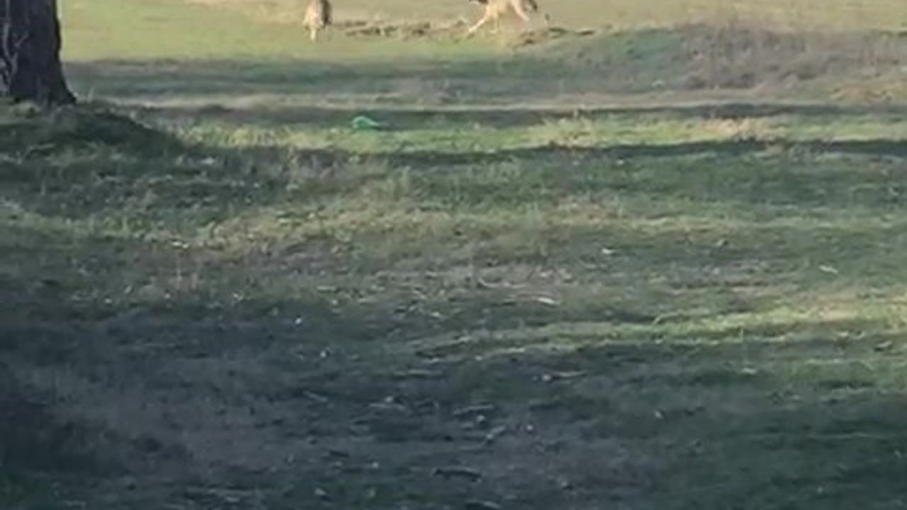 Çivril'de Kurt Popülasyonundaki Artış Köy Merkezlerine İndi