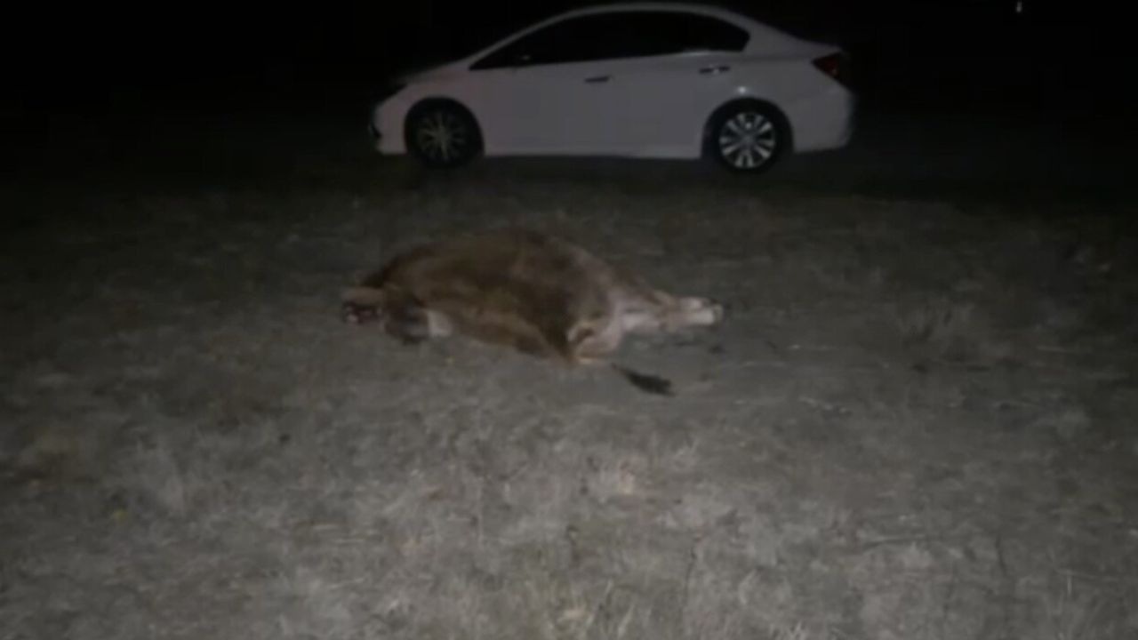 Çorum Alaca'da otomobil yola çıkan danaya çarptı: 2 yaralı, dana telef oldu