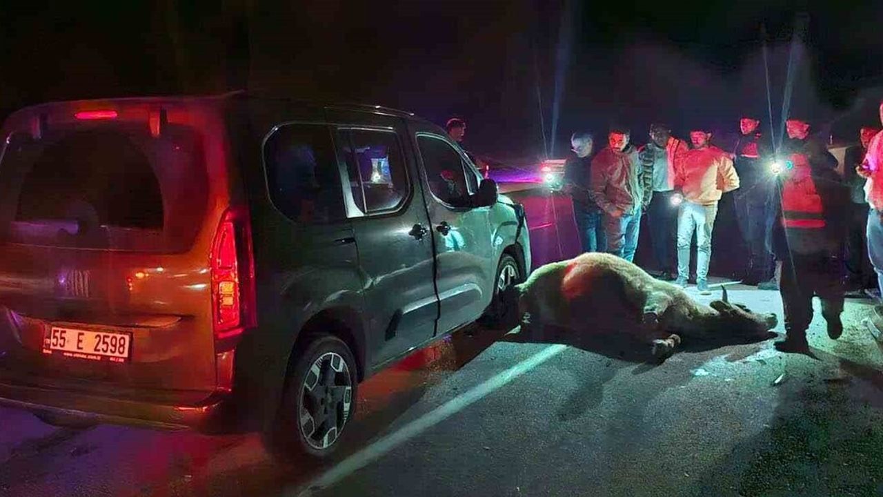 Çorum Alaca'da yola çıkan dana iki aracın çarpışmasına neden oldu: 3 yaralı