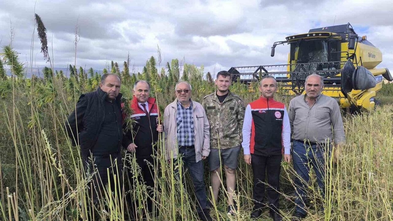 Çorum’da 150 dönümde deneme amaçlı endüstriyel kenevirin ilk hasadı yapıldı