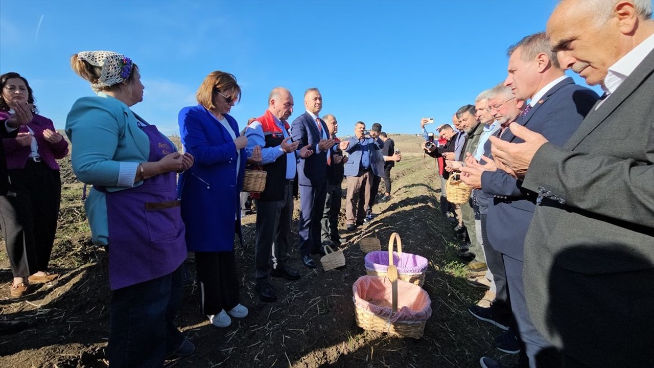 Çorum'da kadın girişimciler Eskice'de 4 dekarlık safranı törenle hasat etti