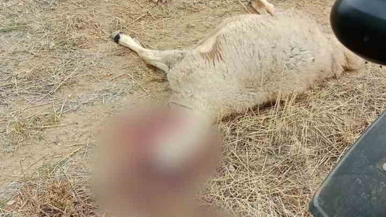 Çorum Sungurlu'da kurt sürüsü 30 küçükbaş ile 1 köpeğe zarar verdi