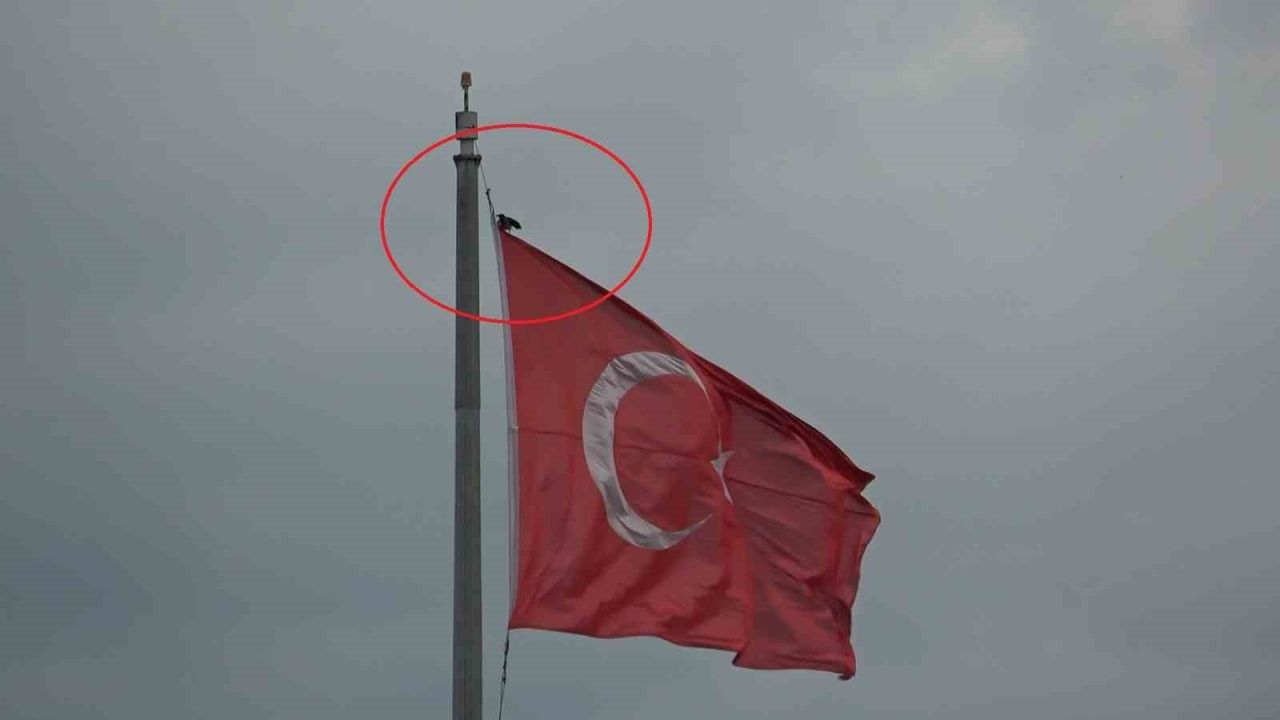 Cumhuriyet Meydanı'nda karganın Türk bayrağına tutunma çabası