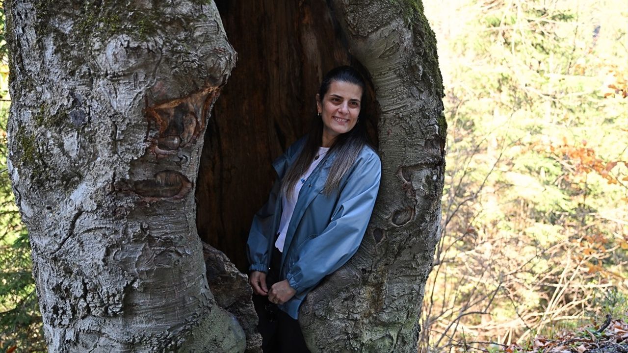 Dağ eteğinde Hamsiköy: Sonbaharda oyuk ağaçlar fotoğraf tutkunlarına alternatif sunuyor