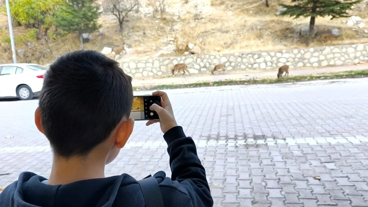 Dağ keçileri Çemişgezek'te sonbahara renk kattı — Tunceli'de görsel şölen