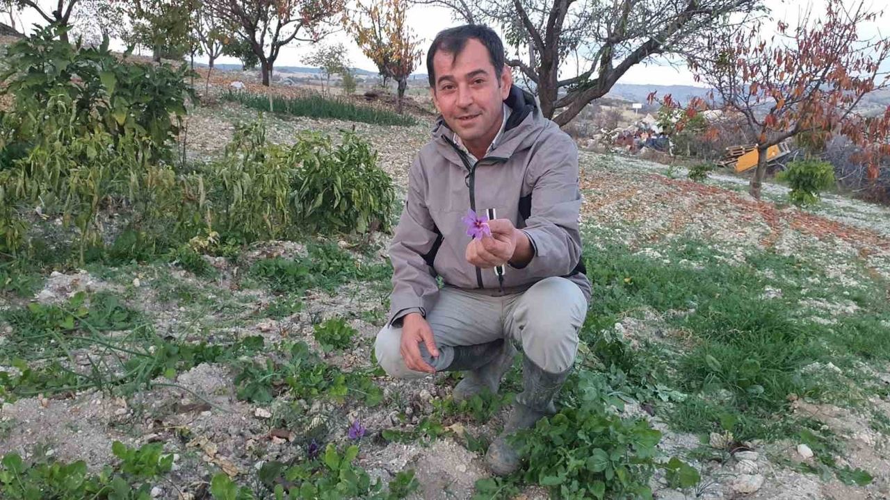 Demirci'de safran çiçeği ilk kez tarlada yetiştirildi