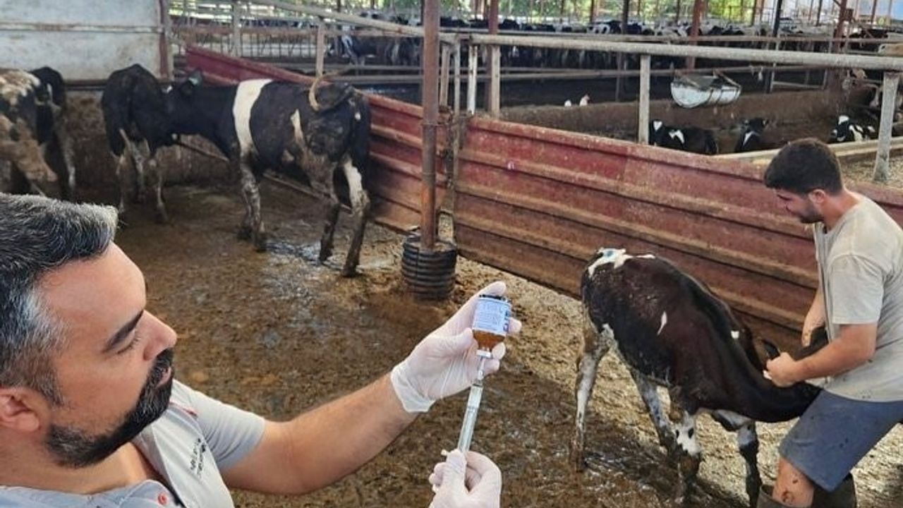 Denizli'de şapla mücadelede 251 bin 700 hayvan aşılandı, Bozkurt verileri güncellendi