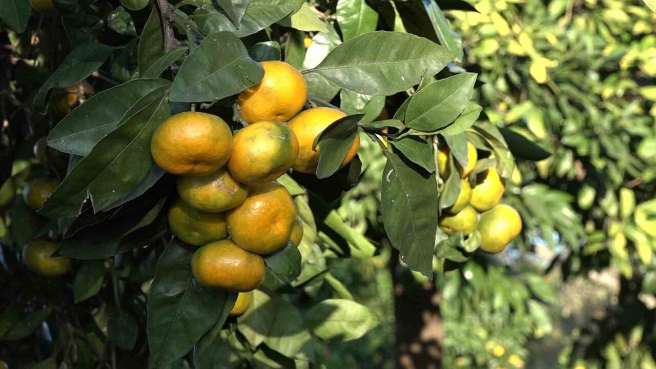 Derepazarı mandalinasında sezonun ilk hasadı başladı