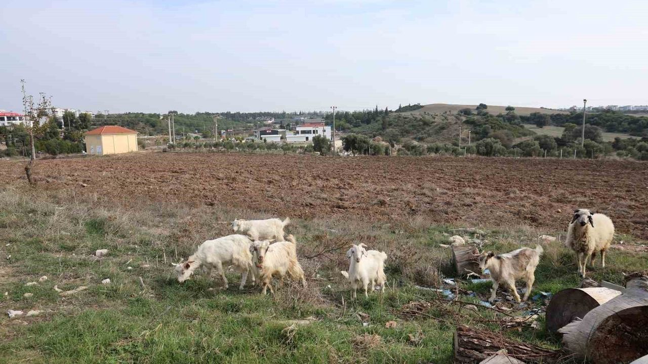 Didim’de 71 yaşındaki emekli Aslan Arslan, keçi ve tavuklarla köy hayatına döndü