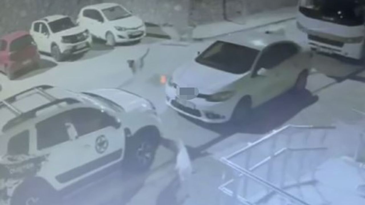 Divriği'de sokak köpeklerinin otomobile verdiği 108 bin TL'lik zarar; araç sahibi belediyeden şikayetçi