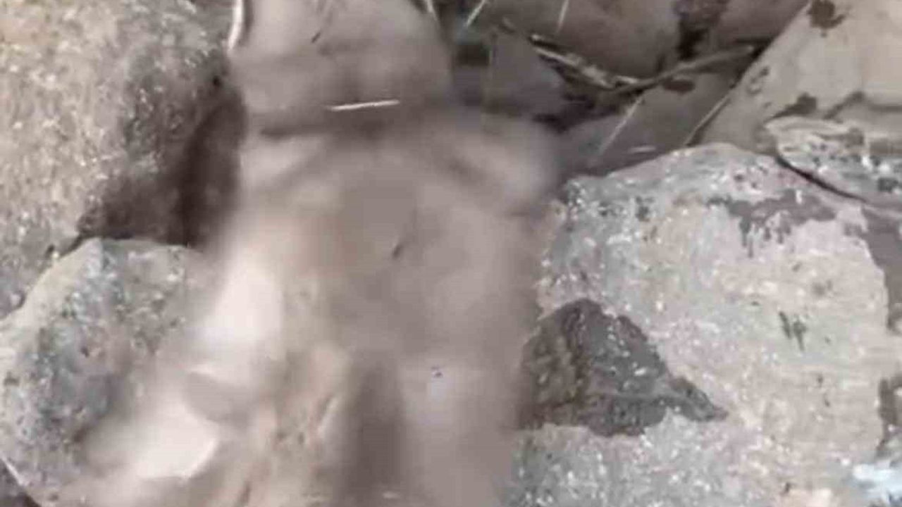 Diyarbakır Çınar’da Bitkin Bulunan Gelincik Vatandaşlarca Görüntülendi