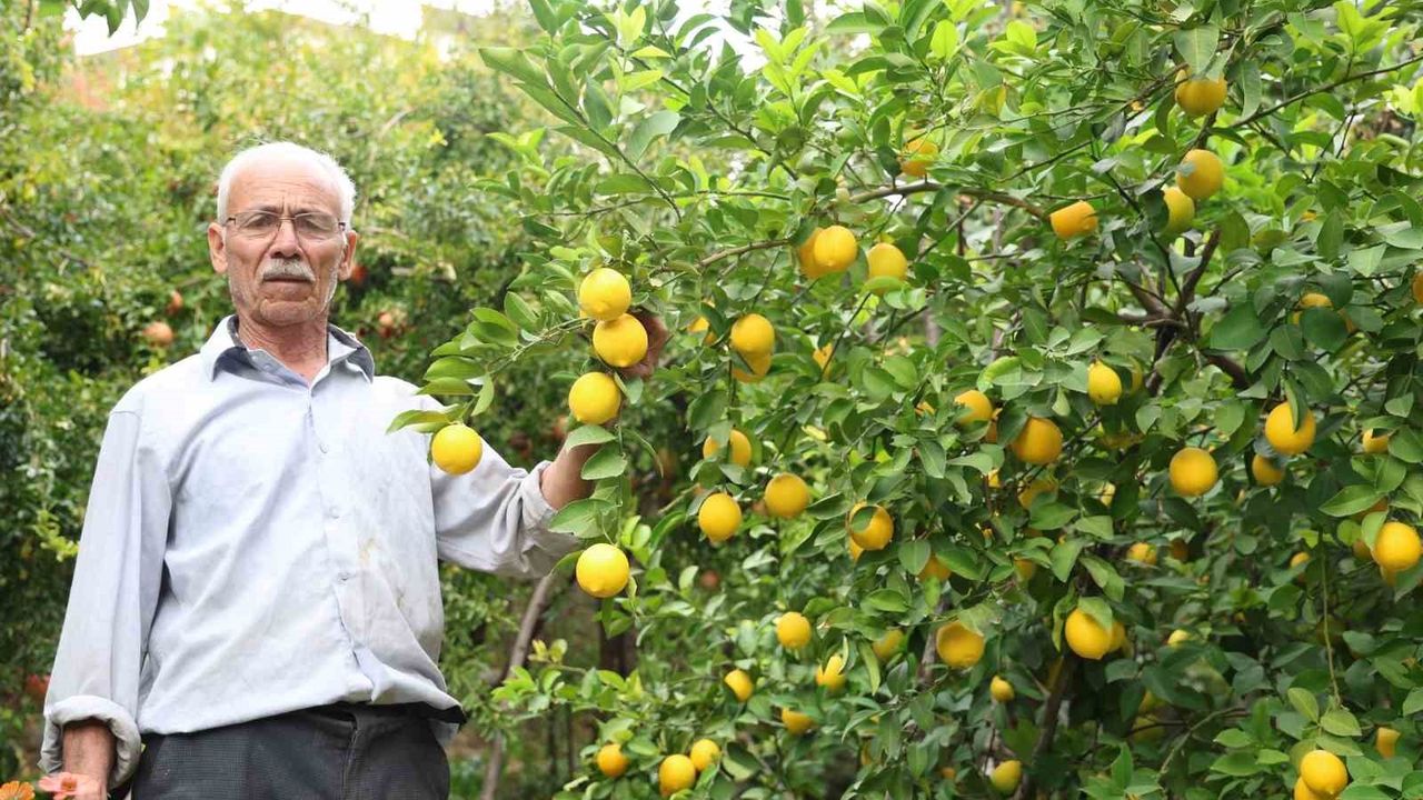 Diyarbakır Çüngüş'e bağlı Geçit köyünde baraj havzası mikroklimasıyla Akdeniz ve Karadeniz meyveleri yetişiyor