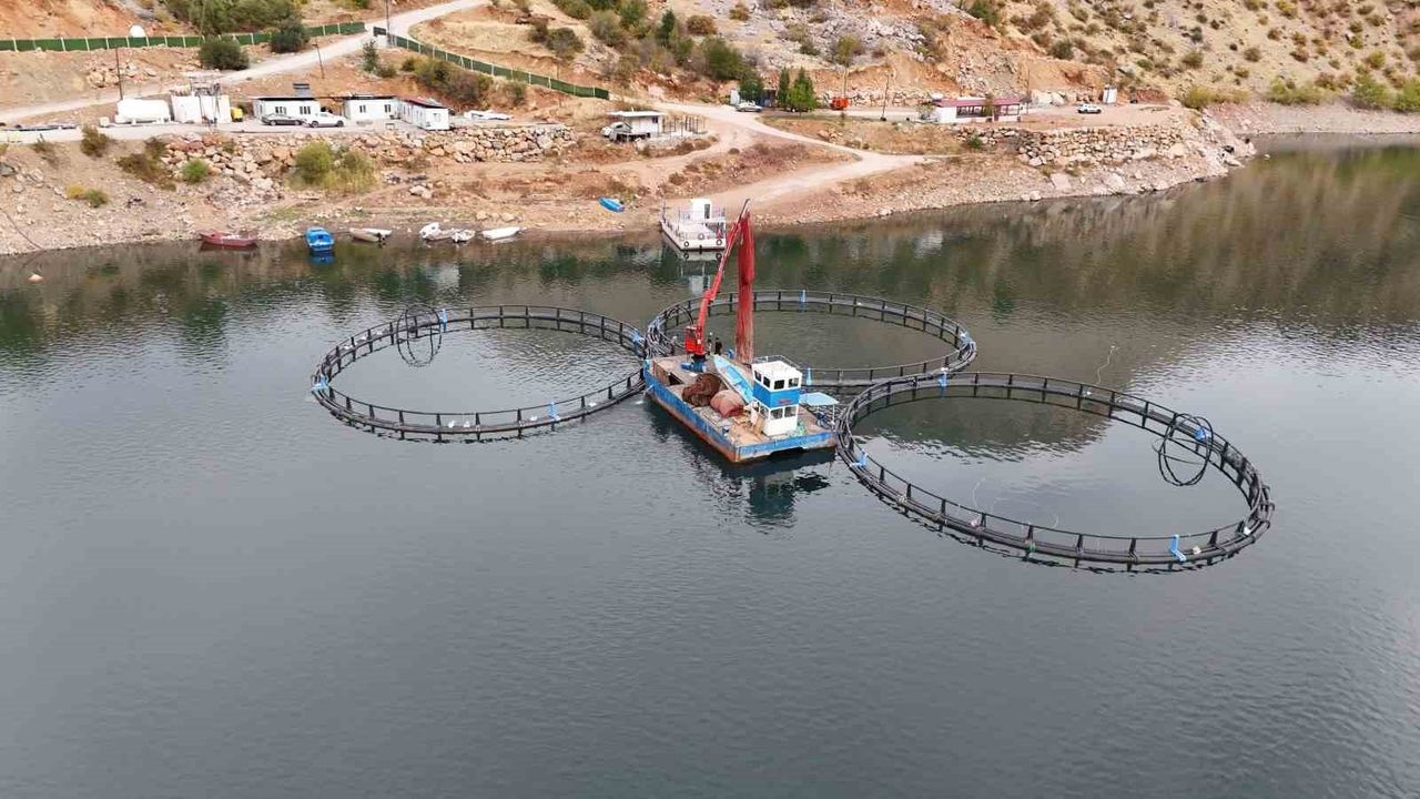 Diyarbakır Çüngüş’te üretilen 'Mezopotamya somonu' dünya pazarına sevk ediliyor