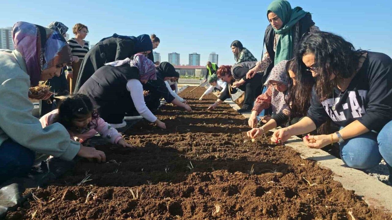 Diyarbakır'da Kadınlara Yönelik Tıbbi Bitkiler Atölyesinde Safran Ekimi
