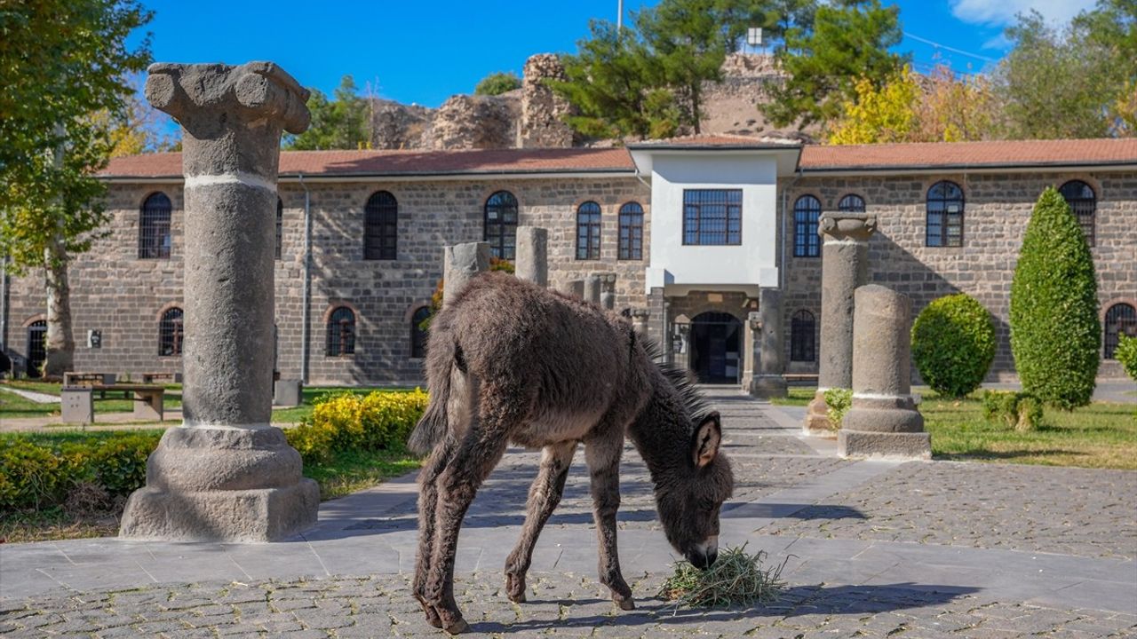 Diyarbakır İçkale'de Koruma Altına Alınan Sıpa 'Midas' Ziyaretçilerin İlgi Odağı Oldu