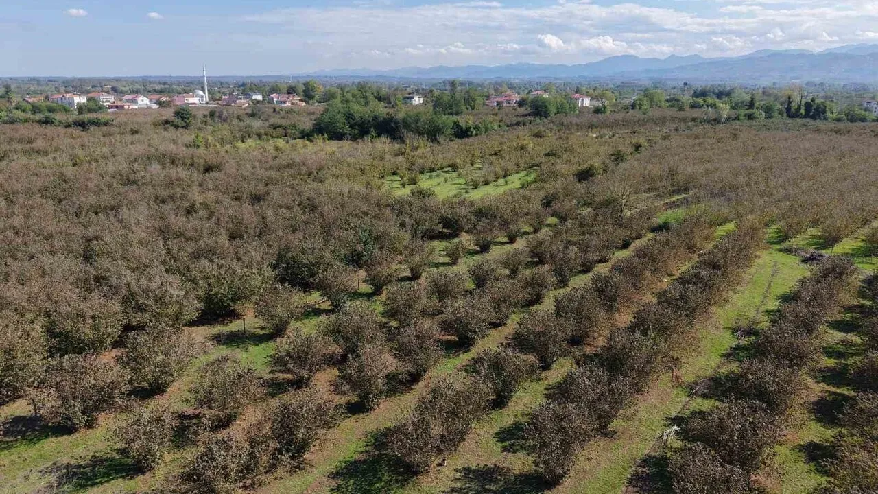 Doğru budama verimi artırıyor: 500 m²'lik bahçe 10 dönümlük bakımsız alandan daha fazla fındık veriyor