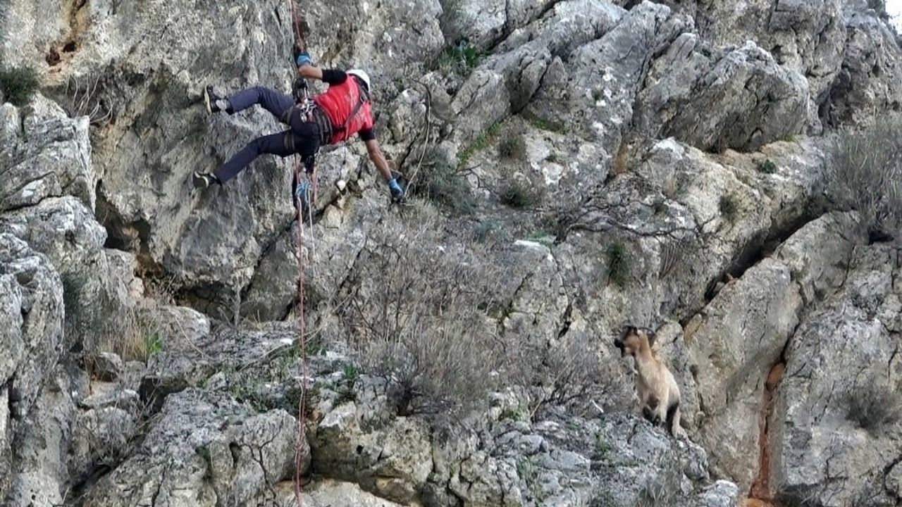 Döşemealtı'nda kurtların saldırısından kaçan keçi dört gün sonra uçurumdan kurtarıldı
