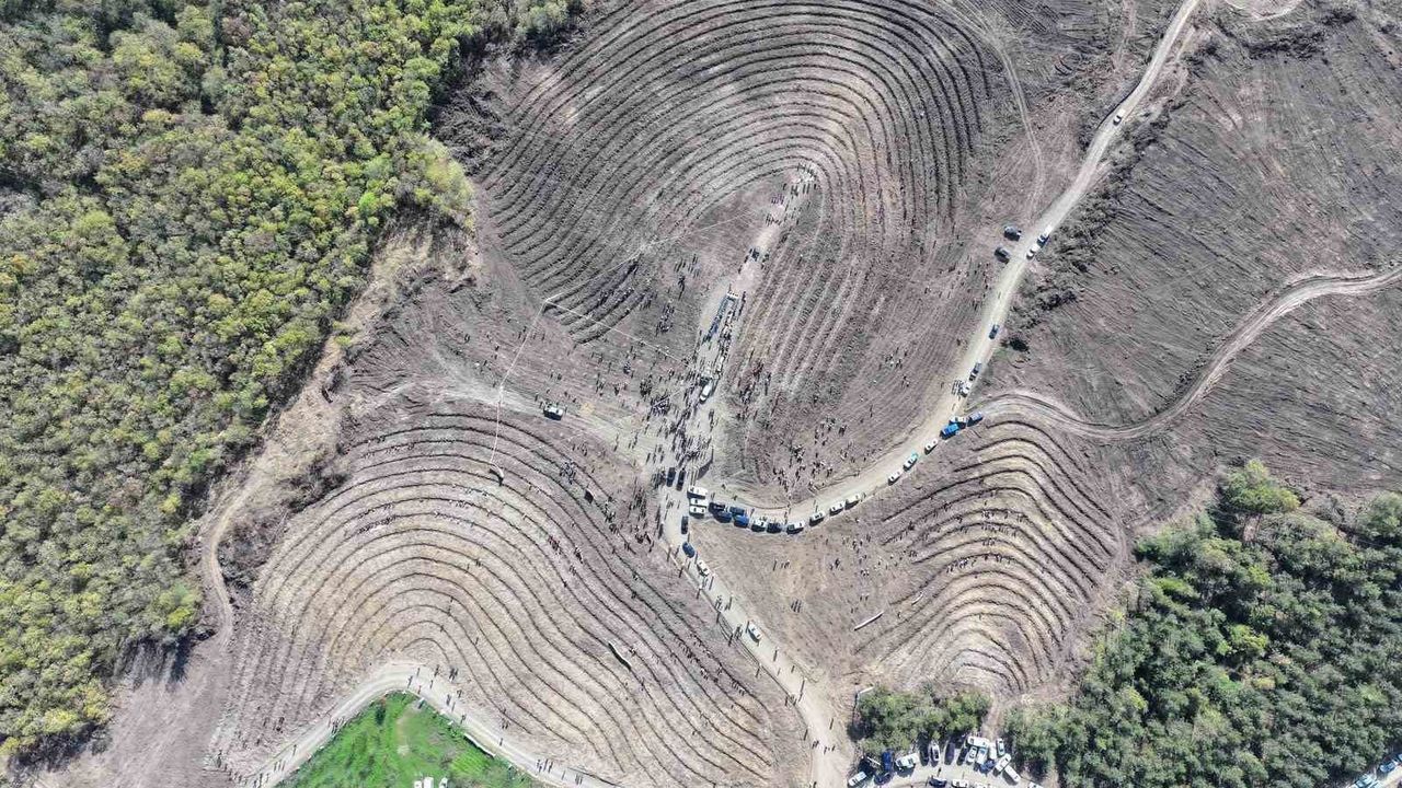 Düzce'de 43 bin 563 fidan toprakla buluştu