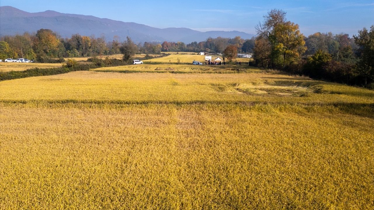 Düzce'de coğrafi işaretli Konuralp pirincinde damla sulama pilot hasadı gerçekleştirildi