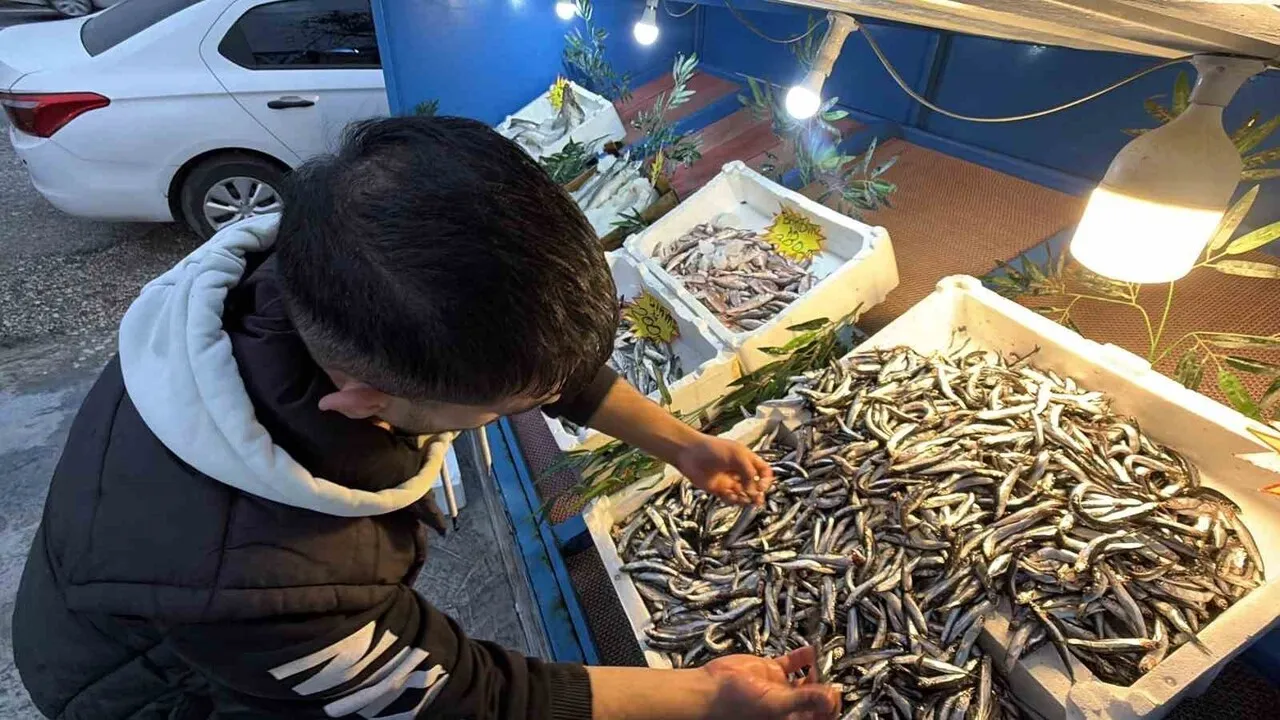 Düzce'de palamutun göçü tezgahlarda hamsi bolluğu yarattı