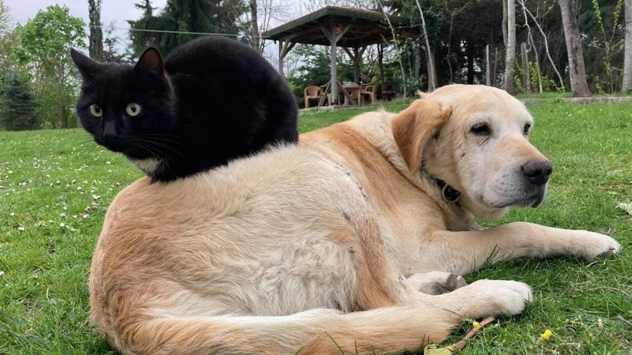 Düzce'den 8 ayda bin 117 ton 495 kilo kedi ve köpek maması ihracatı