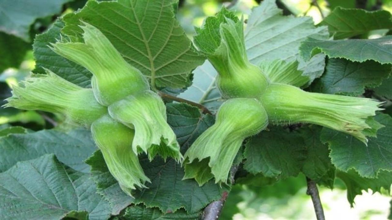 Düzce’den AB ülkelerine yılın ilk yarısında 15 bin 760 ton iç fındık ihracatı