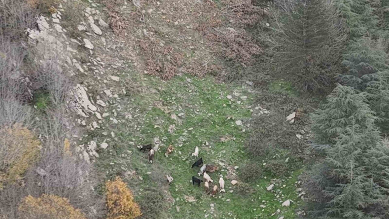 Düziçi’nde kaybolan 15 koyun, Orman İşletme Müdürlüğü’nün dron desteğiyle bulundu