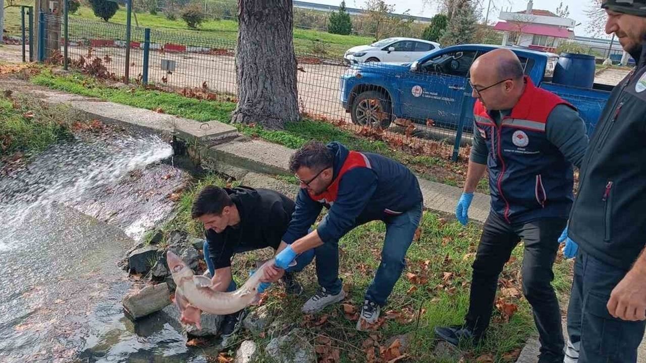 Edirne'de Meriç Nehri'nde Yakalanan Mersin Balığı İpsala'da Koruma Altına Alındı