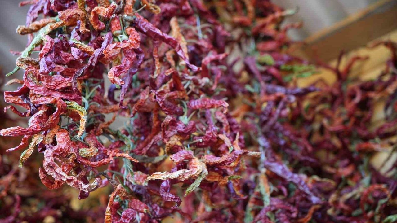 Edirneli üreticiler ata tohumundan ürettikleri organik ürünleri Söğütlük Millet Bahçesi'nde satışa sunuyor