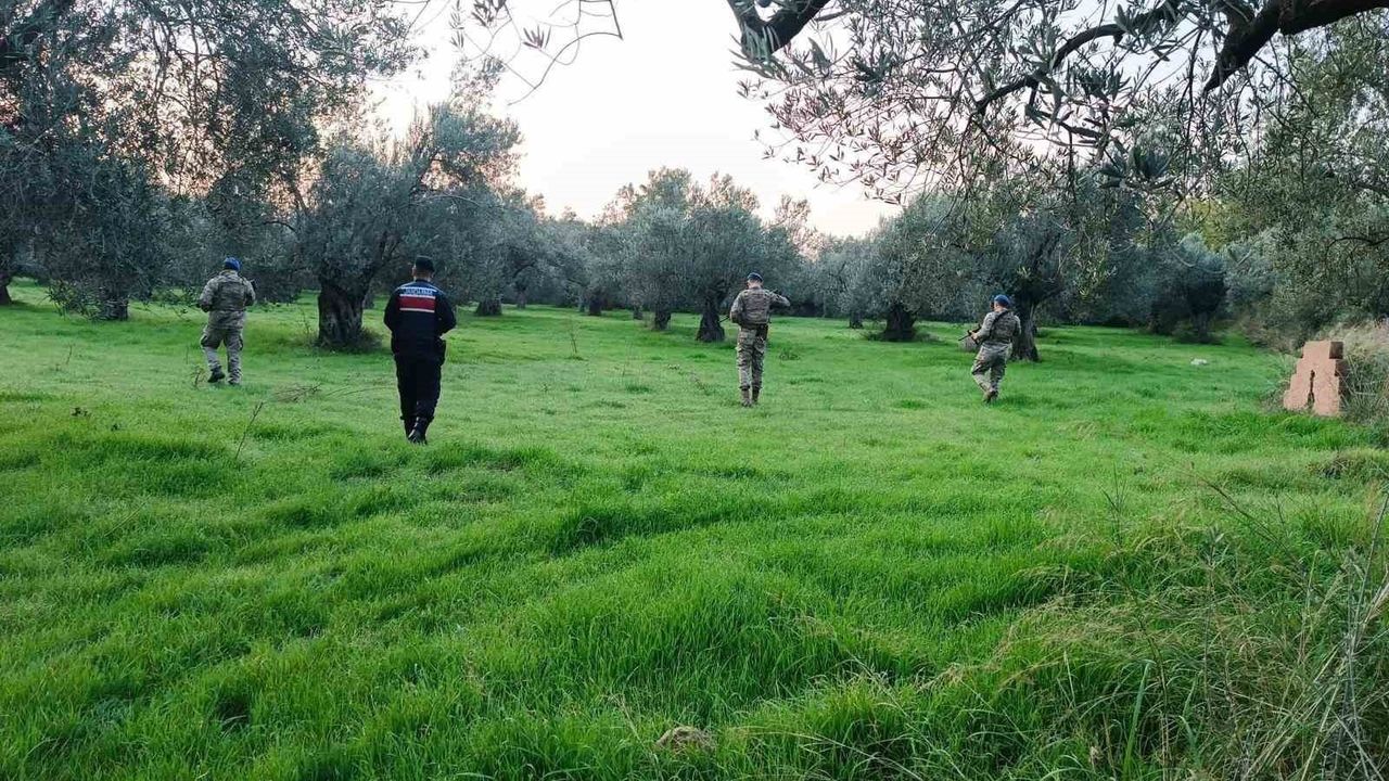 Edremit'te zeytin hasadı döneminde güvenlik: Jandarma komandolar 24 saat devrede