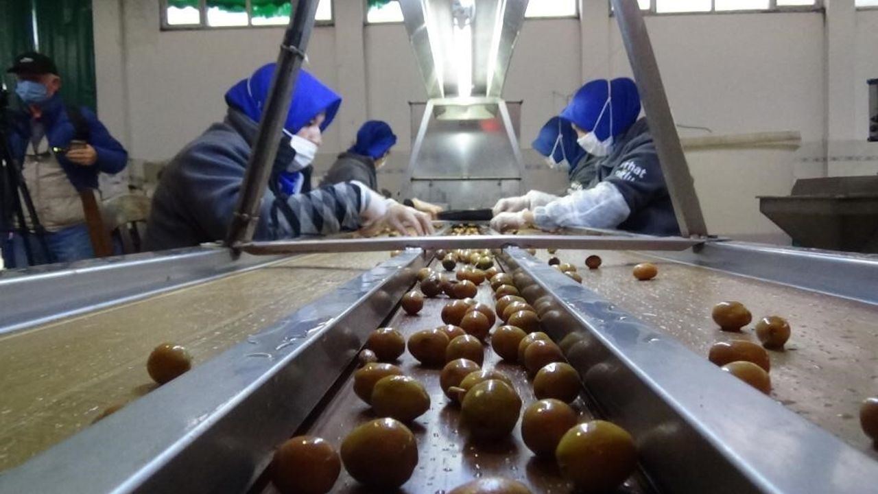 Edremit Zeytinyağı ve Yeşil Çizik Zeytini için 2025-2026 Coğrafi İşaret Başvuru Takvimi Açıklandı