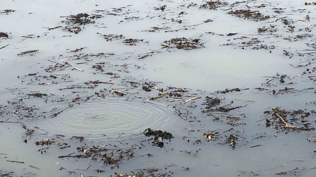 Efteni Gölü'nde dipten yüzeye çıkan kabarcıklar görenleri tedirgin etti