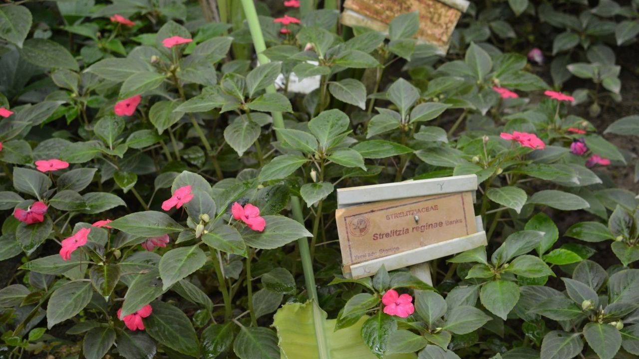 Ege Üniversitesi Botanik Bahçesi: 3 binden fazla tür ve yaklaşık 44 bin kayıtlı herbaryum