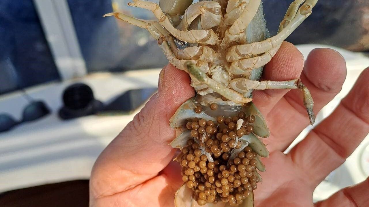 Eğirdir Gölü'nde kerevit avcılığına geçici yasak: 15 Kasım 2025 – 15 Haziran 2026