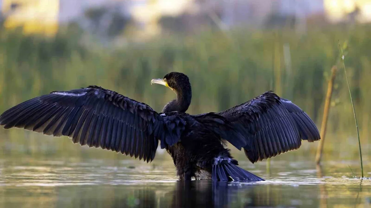 Ekşisu Sazlığı: Erzincan'da 149 Kuş Türü ve 52 Türlük Yaban Hayatı Barınağı
