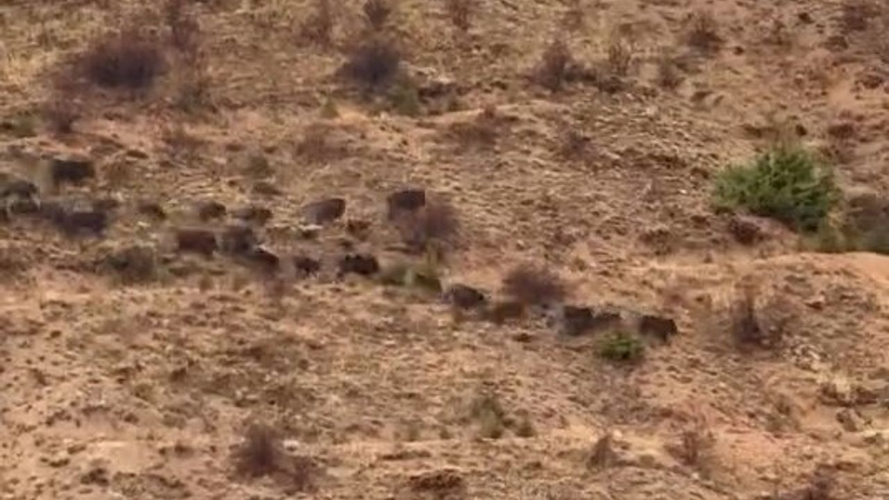 Elazığ Baskil'de Hacımustafa Köyü'nde Yiyecek Arayan Domuz Sürüsü Görüntülendi
