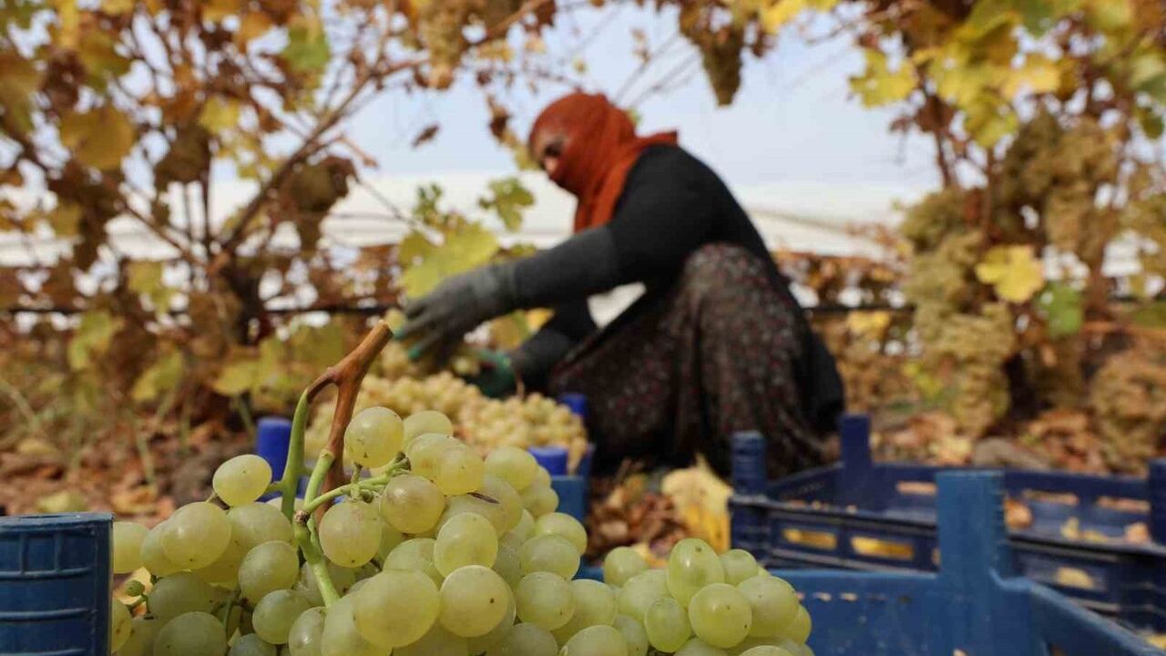 Elazığ’da Don Üzüm Rekoltesini Etkiledi: Verim Yaklaşık %80 Düştü