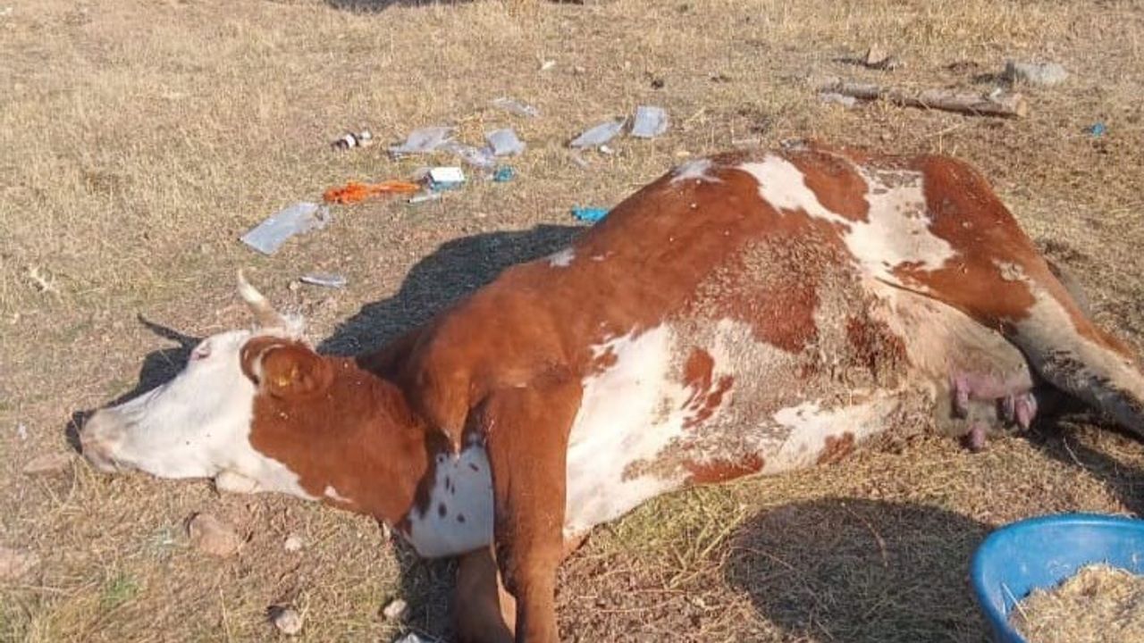 Elazığ'da şap hastalığı Palu, Kovancılar ve Karakoçan'da üreticileri zorluyor