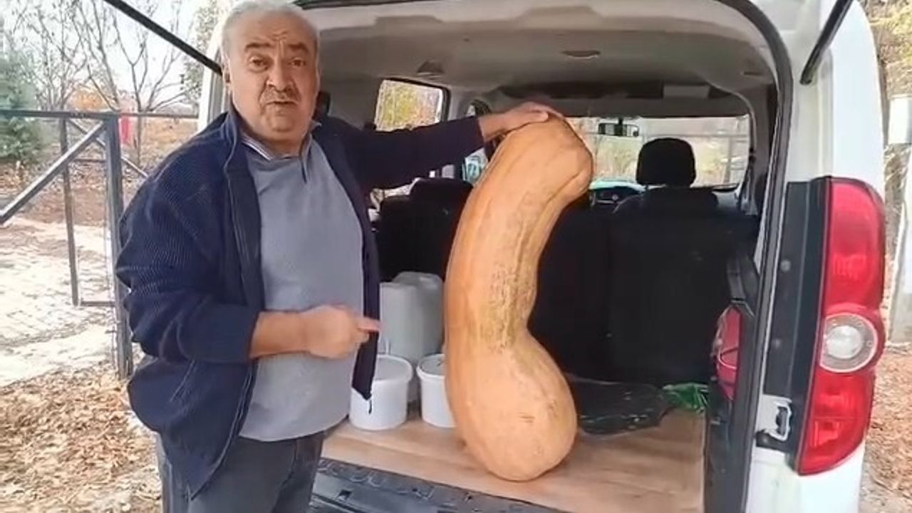 Elazığ Hankendi'de 47 kg ağırlığında ve 113 cm uzunluğunda kabak hasat edildi