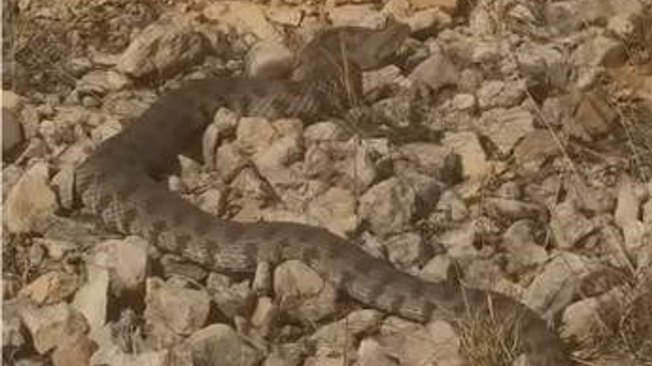 Elazığ Kalkantepe'de engerek yılanı görüntülendi: Vatandaşın sakin tavrı dikkat çekti