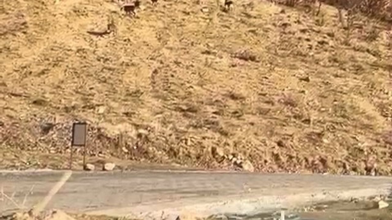 Elazığ Karakoçan'da Nesli Tehlike Altındaki Dağ Keçileri Yoğunağaç'ta Görüntülendi