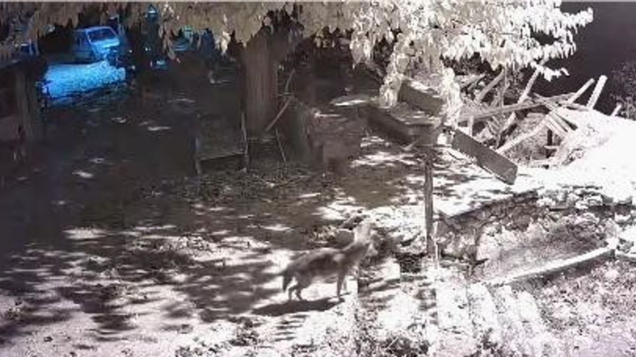 Elazığ Keban'da güvenlik kamerasına yansıyan çakalın yiyecek arama anları