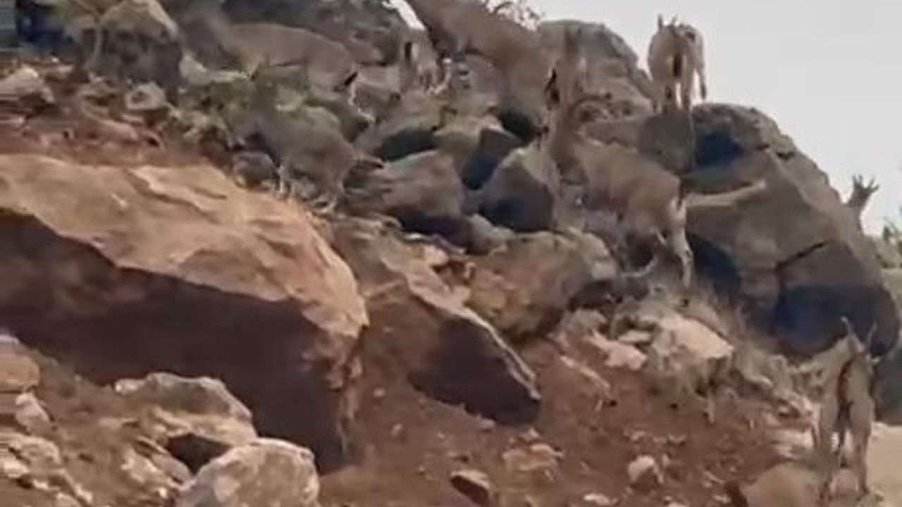 Elazığ Palu'da Koruma Altındaki Dağ Keçileri Sürü Halinde Görüntülendi