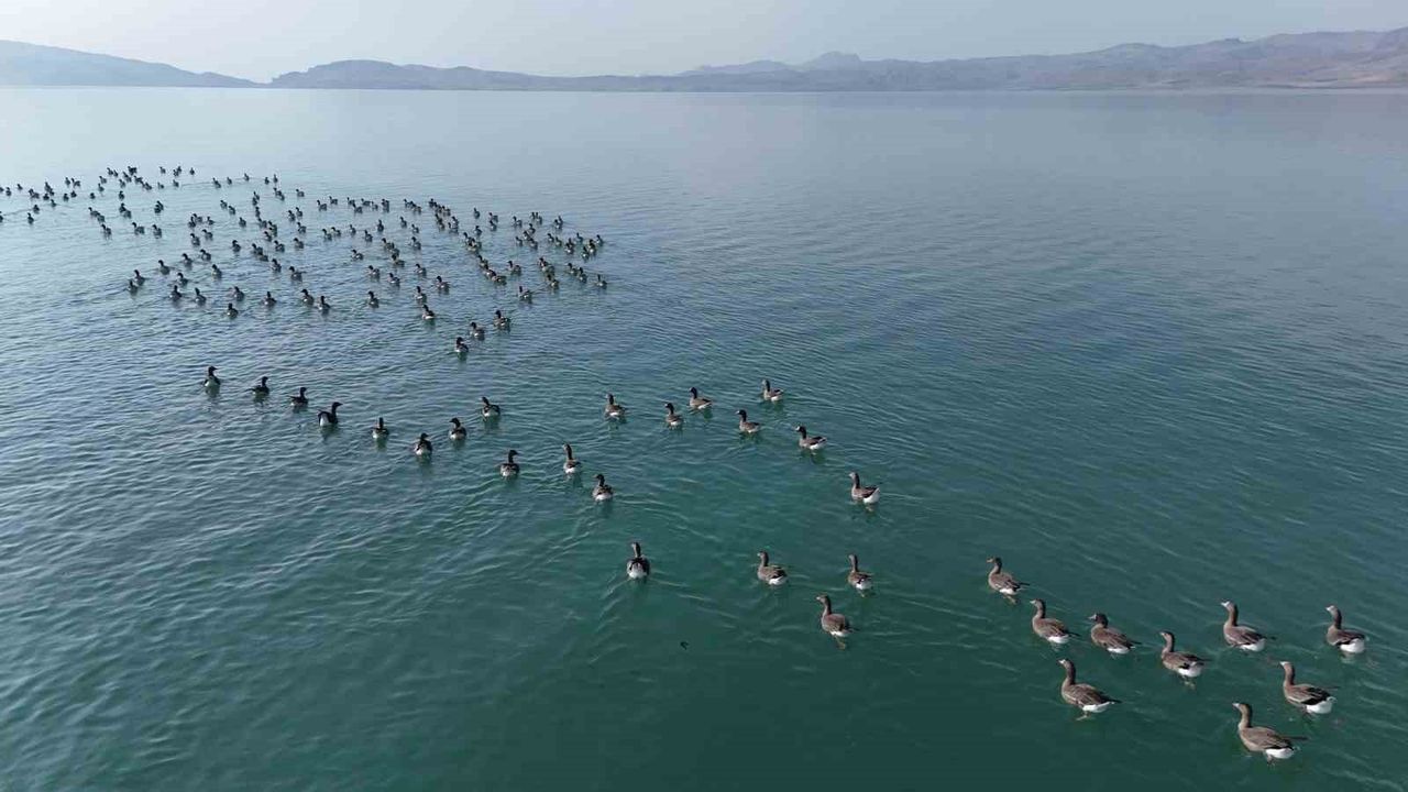 Erçek Gölü'ne konuk olan küçük sakarca kazları dron görüntüleriyle kaydedildi