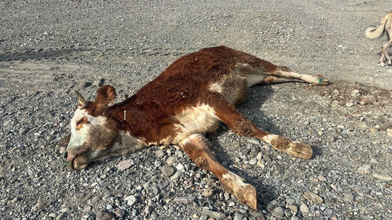 Erzincan Başpınar'da şaplı hayvanların meraya bırakılması üreticileri endişelendiriyor