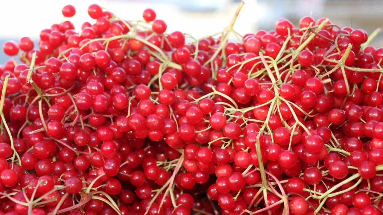 Erzincan'da gilaburu yoğun ilgi görüyor: kullanım ve sağlık iddiaları