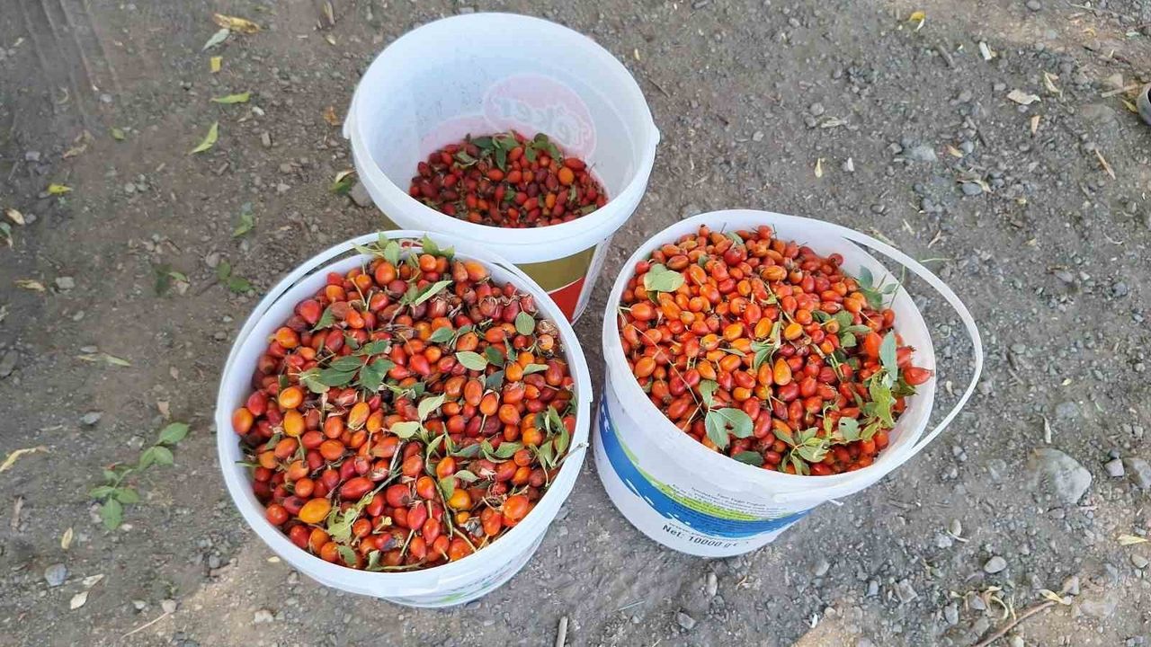 Erzincan’da Kuşburnu Hasadı Başladı: Kadınların Meşakkatli Kış Mesaisi