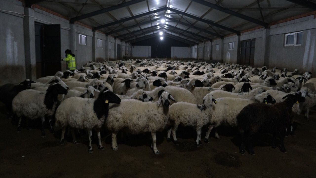 Erzincanlı üretici Adem Şimşek yüzde 50 hibe ile 8 Milyon TL'lik küçükbaş çiftliği kurdu