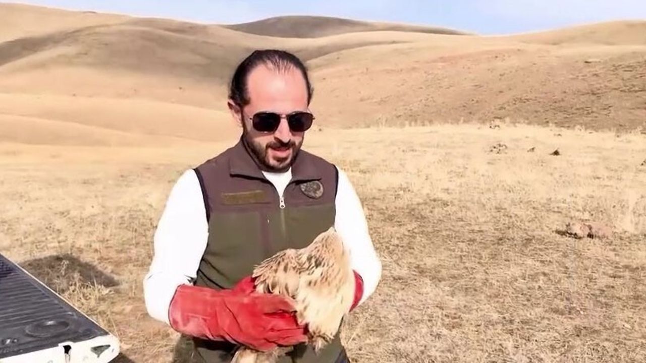 Erzurum'da iyileştirilen kızıl şahin doğal yaşamına salındı