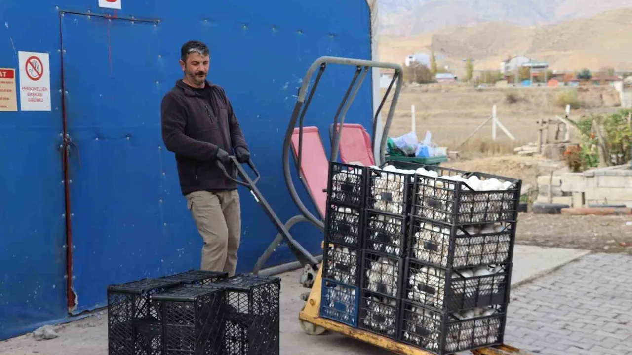 Erzurum Oltu'da yılın son kültür mantarı hasadı başladı